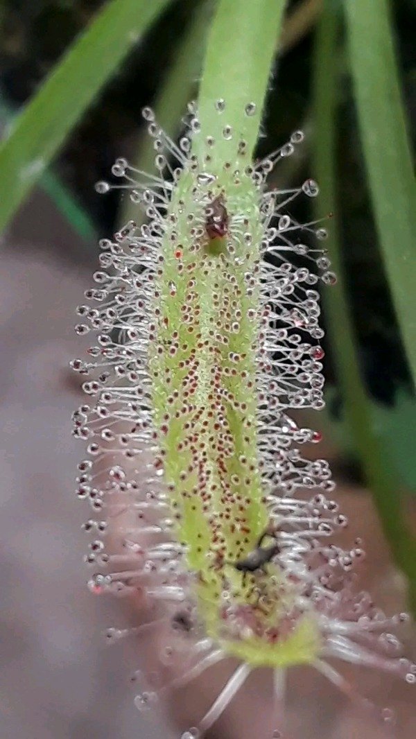 Producto - Drosera - 3