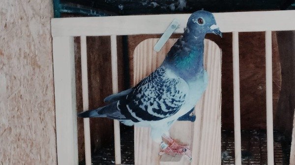 Producto - 1920430/25 Escamada Hembra