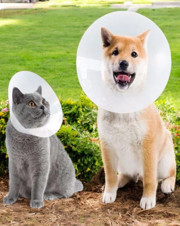 Producto - Collar Isabelino para Mascotas