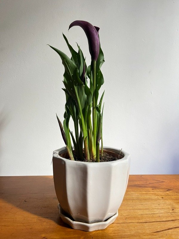 Producto - Cala de Color