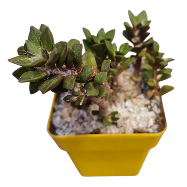 Producto - Anacapseros rufescens