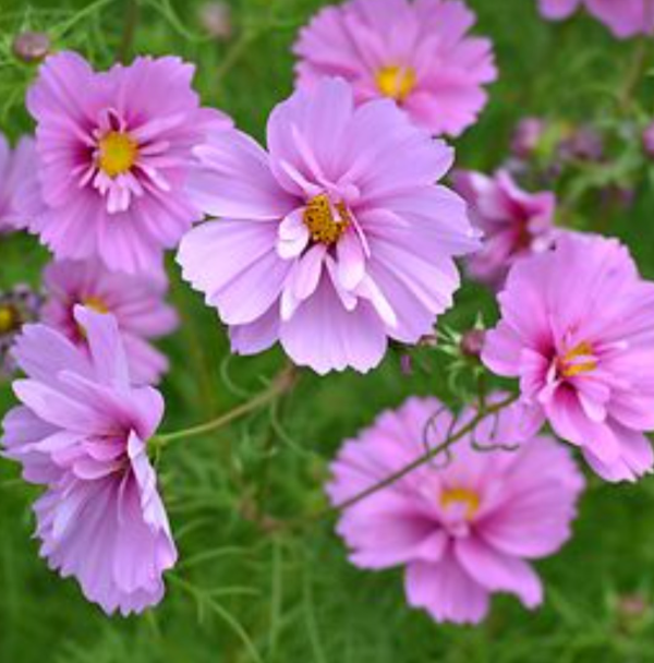 Producto - Cosmos Fizzy Pink dark centre