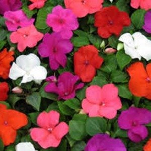 Producto - Impatiens walleriana (Alegría del Hogar) x cajón