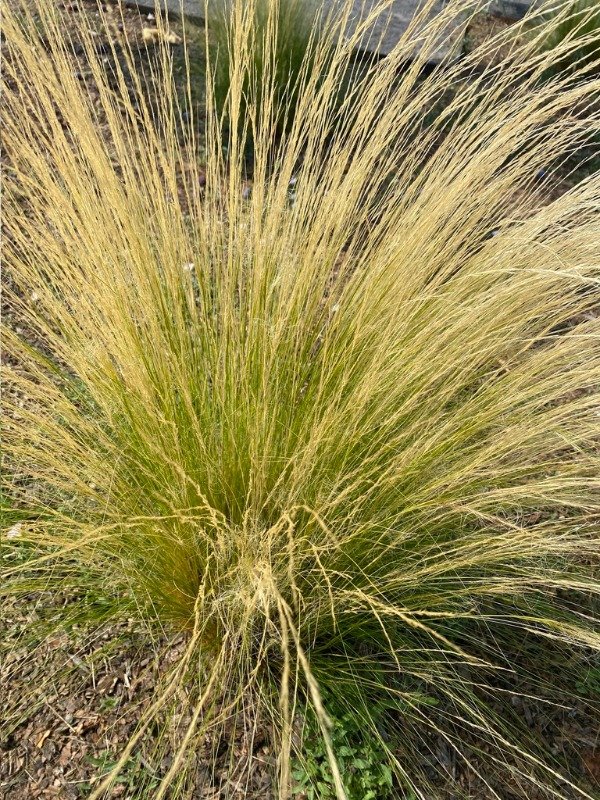 Producto - STIPA  (Nassella tenuissima)