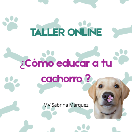 Producto - TALLER ONLINE: COMO EDUCAR A TU CACHORRO