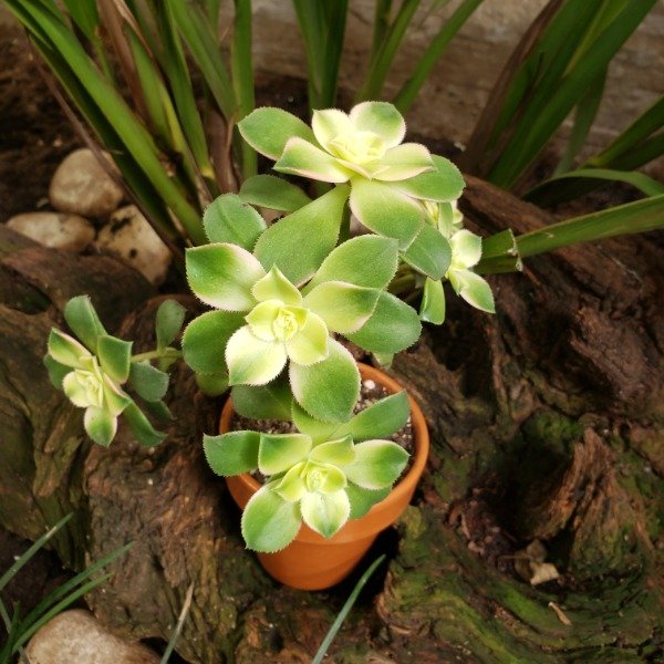 Producto - Aeonium kiwi  (Maceta de barro)