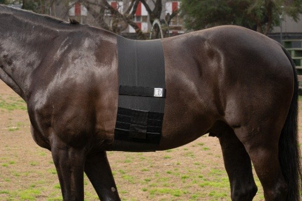 Producto - Faja Protectora de Espuelas