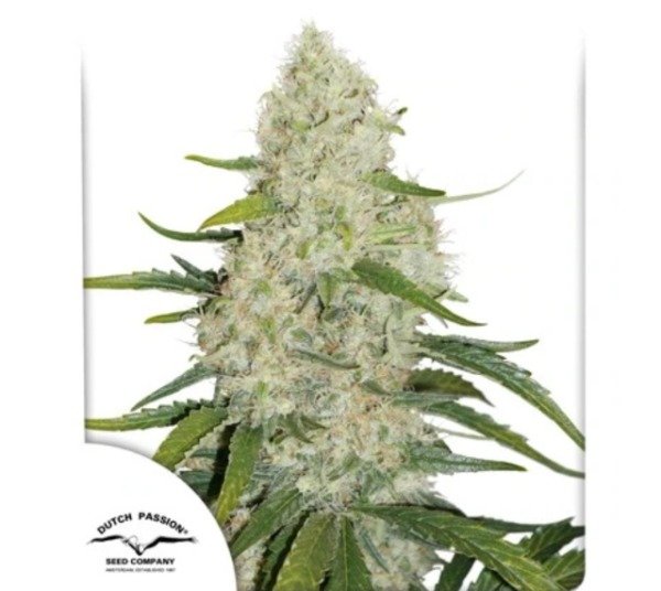 Producto - Auto Think Big