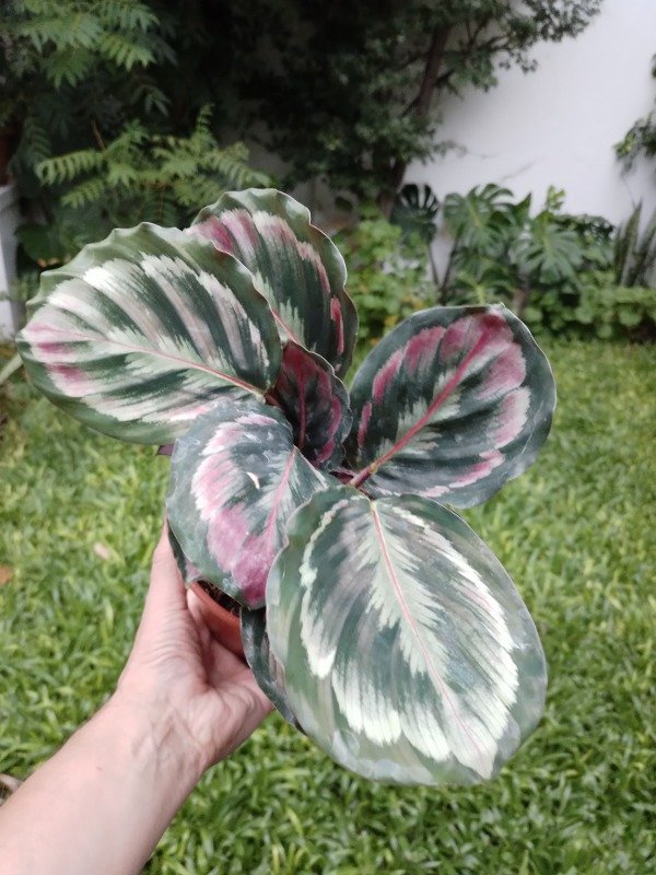 Producto - Calathea Roseopicta Misty - 4