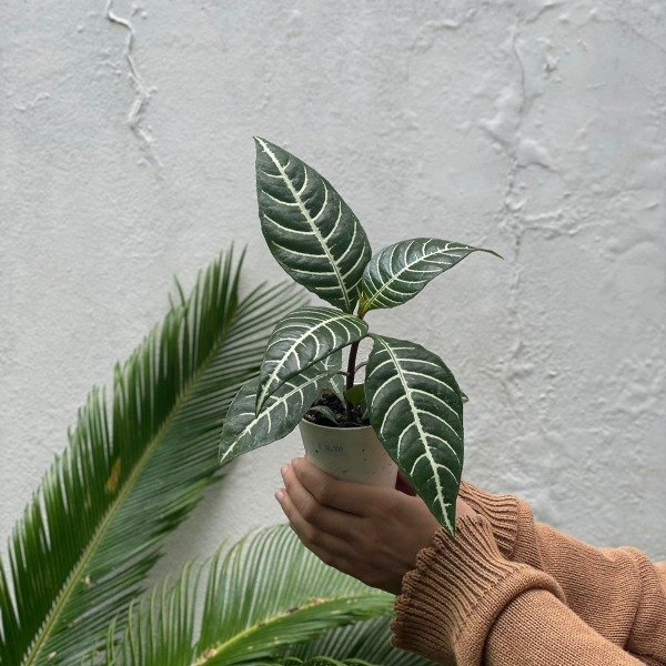 Producto - Aphelandra m8