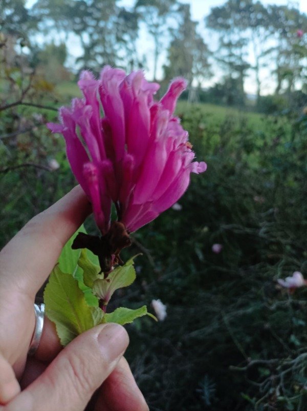 Producto - Salvia involucrata