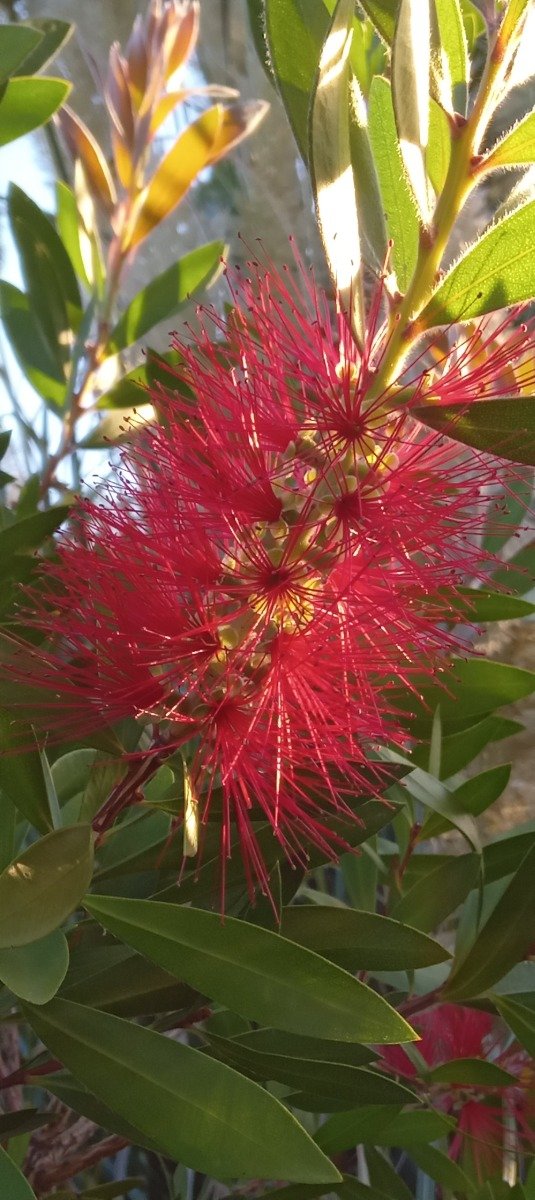 Producto - Limpiatubos Callistemon - 5