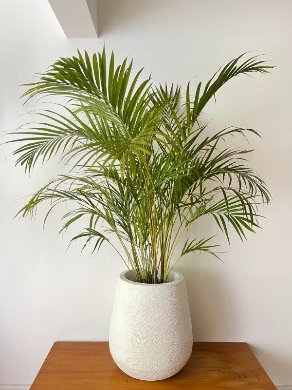 Producto - Areca Grande