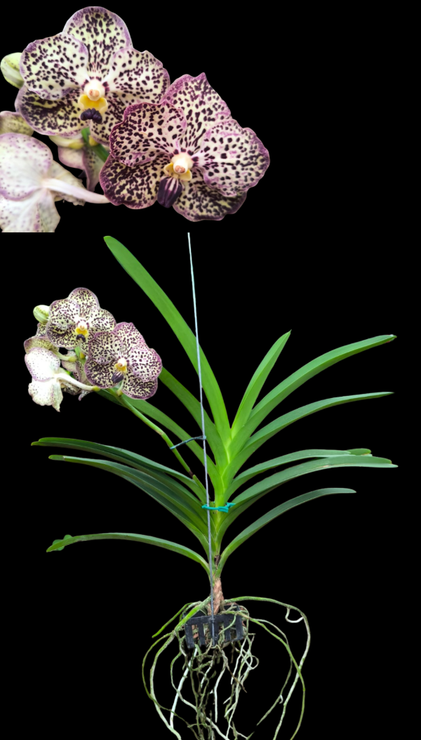 Producto - Vanda 4