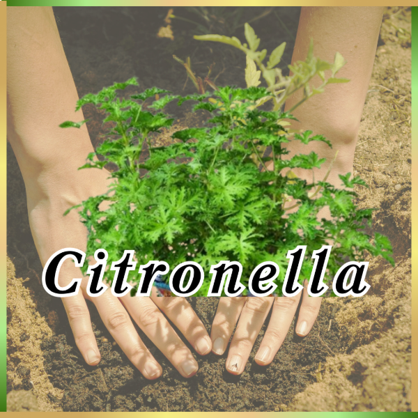 Producto - esencia fragancia Citronella