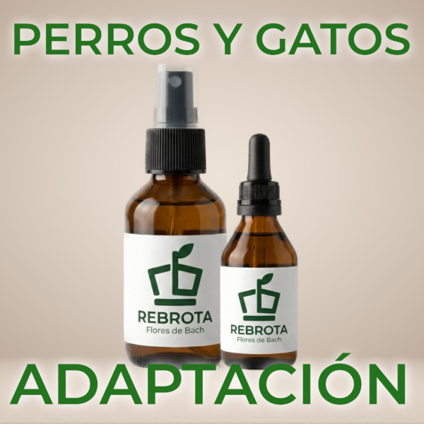 Producto - Adaptación - Perros y Gatos