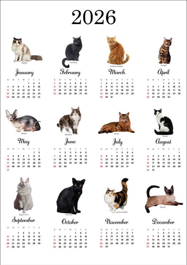 Producto - CALENDARIO GATOS