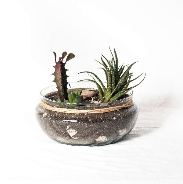 Producto - Terrarios