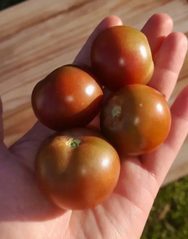 Producto - 15 Semillas De Tomate Enano Velvet Night - 0