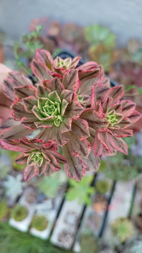 Producto - Aeonium Sweet Tea multiple