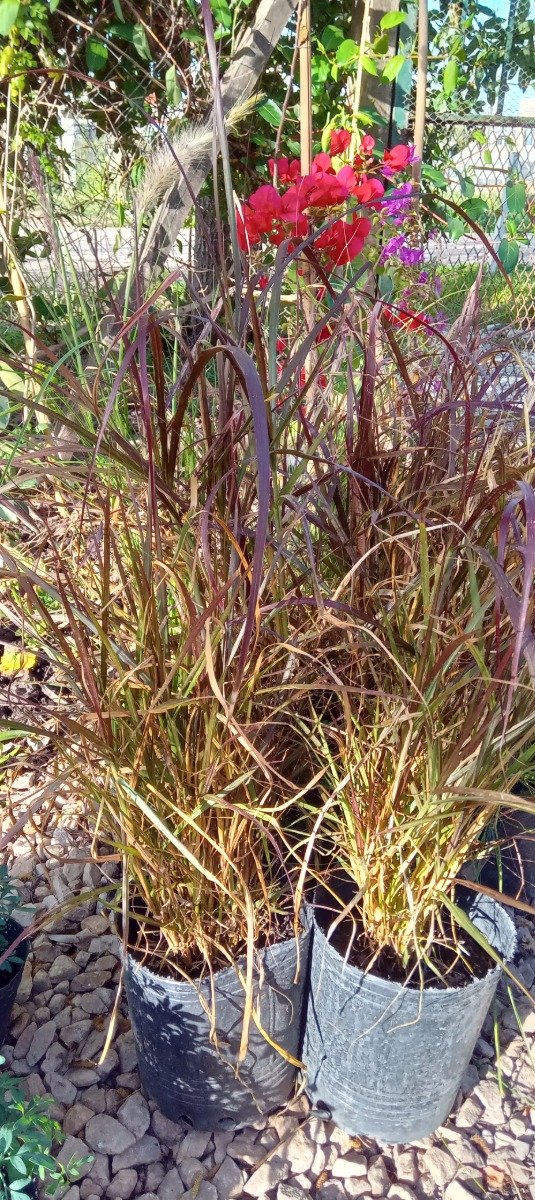 Producto - Pennisetum - 5