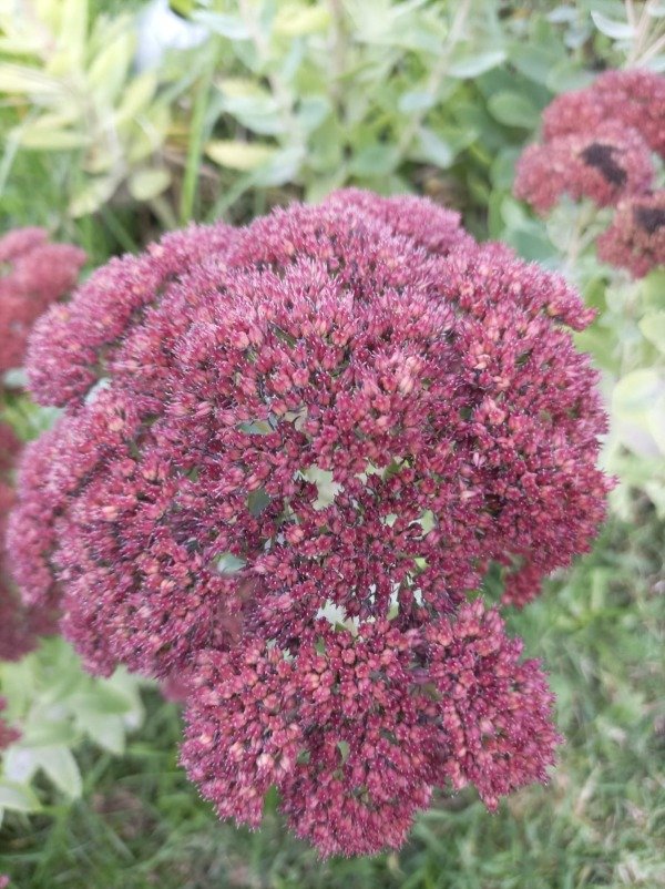 Producto - Sedum Autumn Joy