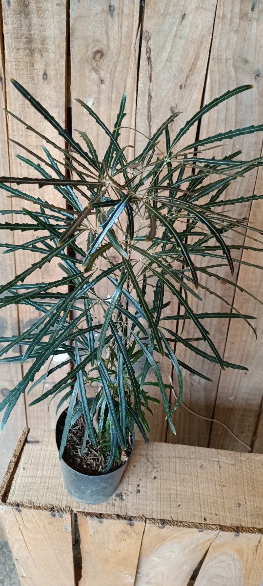 Producto - Schefflera elegantissima, falsa Aralia