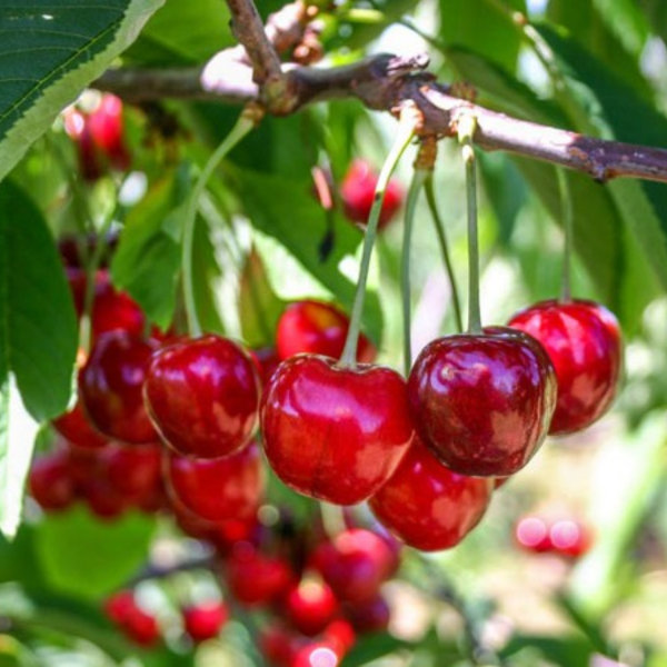 Producto - Cerezo Graffion