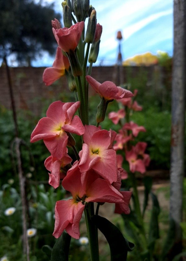 Producto - Matthiola incana antique rose