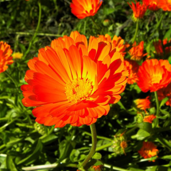 Producto - CALENDULA