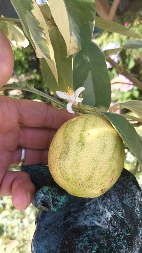 Producto - Limonero Variegado - 0