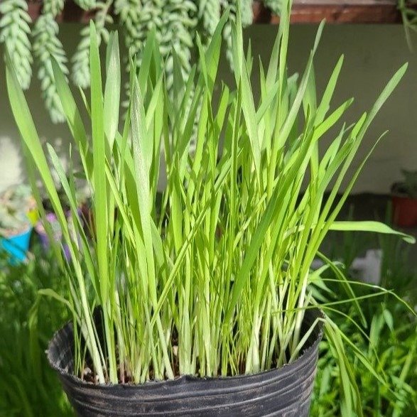 Producto - Planta para gato/perro
