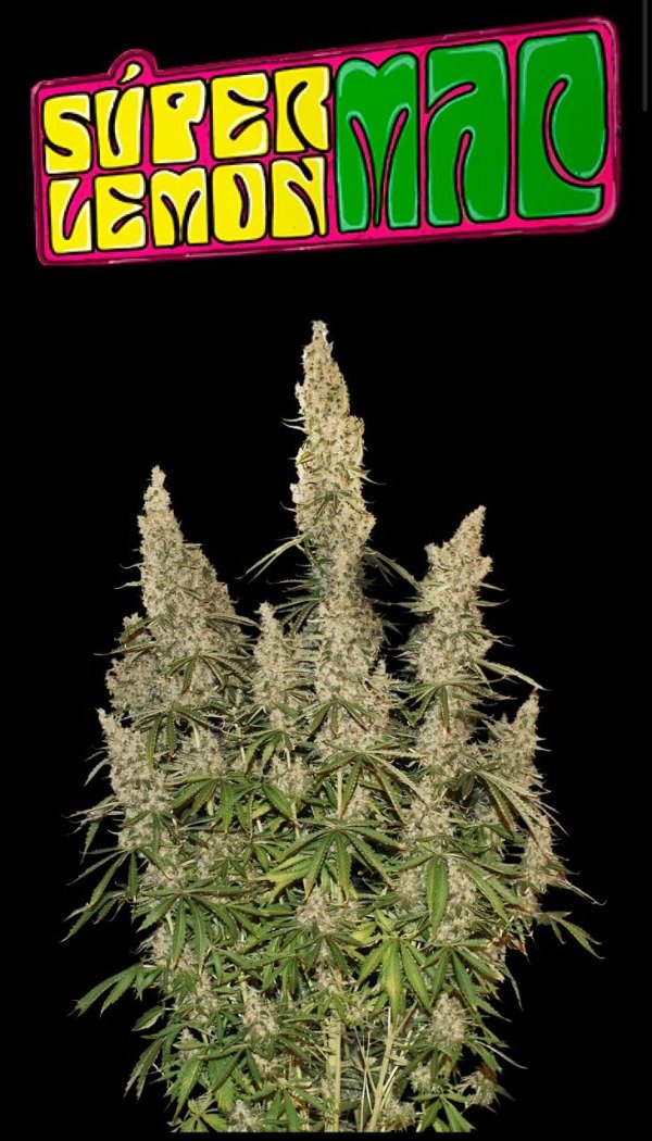 Producto - SUPER LEMON MAC X4