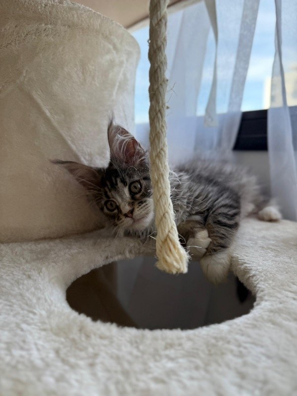 Miniatura de producto - 5