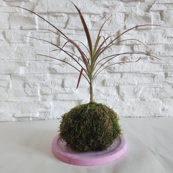 Producto - Kokedama de Dracena Marginata Tricolor