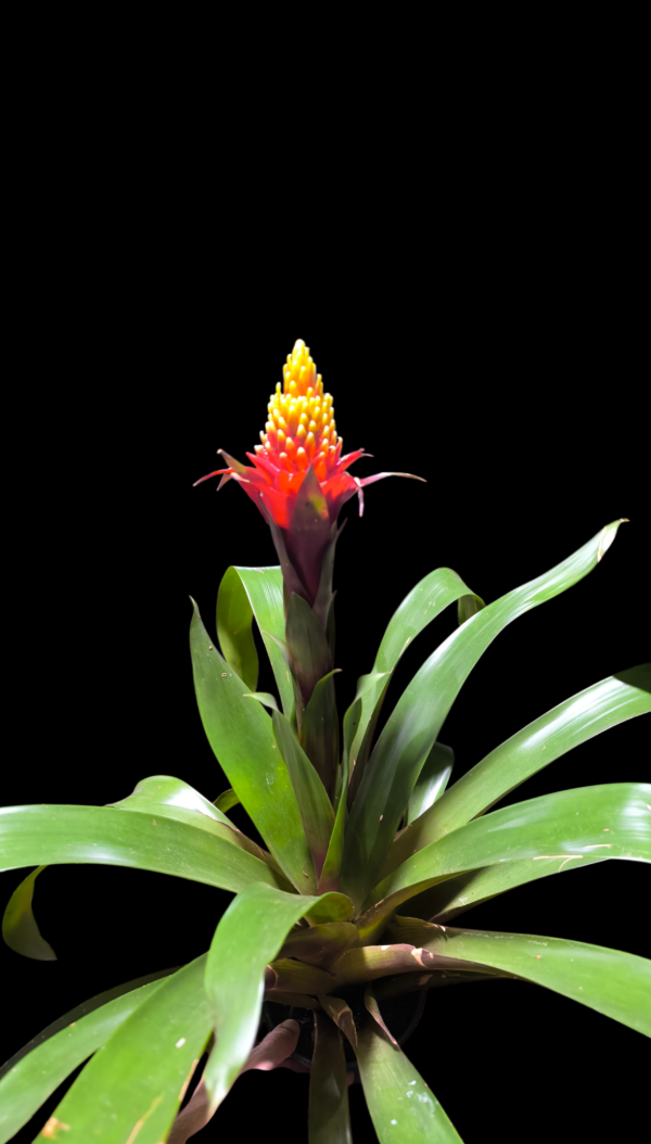 Producto - Guzmania Conifera