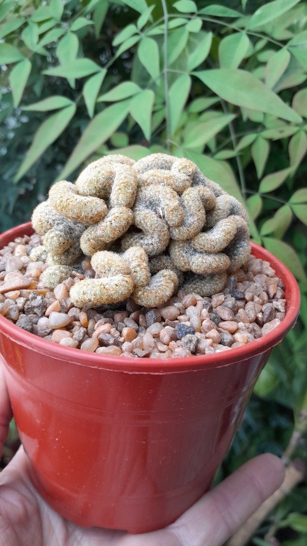 Producto - Cactus cerebro ( mammillaria elongata cretada)