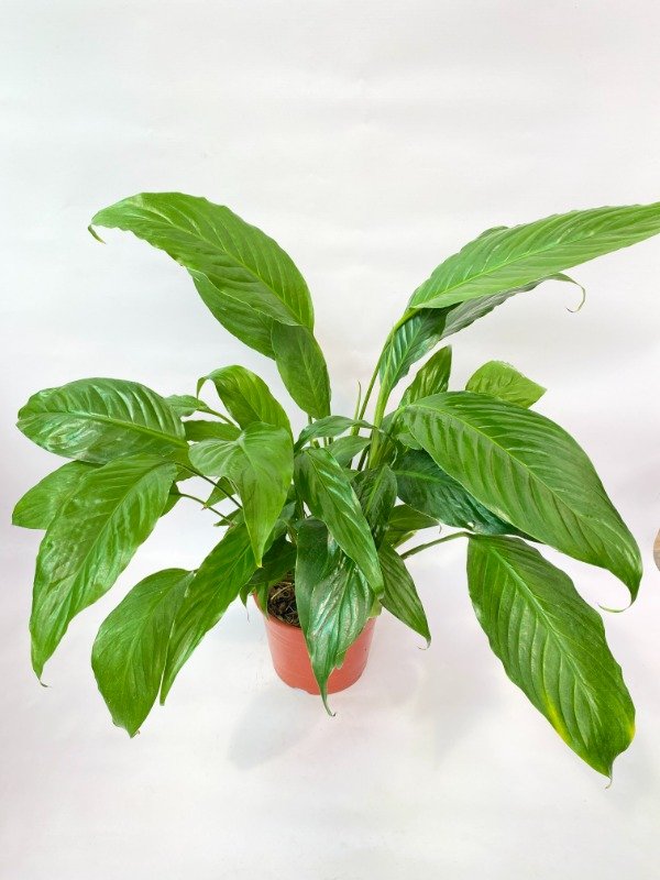 Producto - Spatiphyllum en maceta numero 15