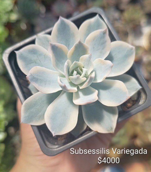 Producto - Echevería subsessilis variegada