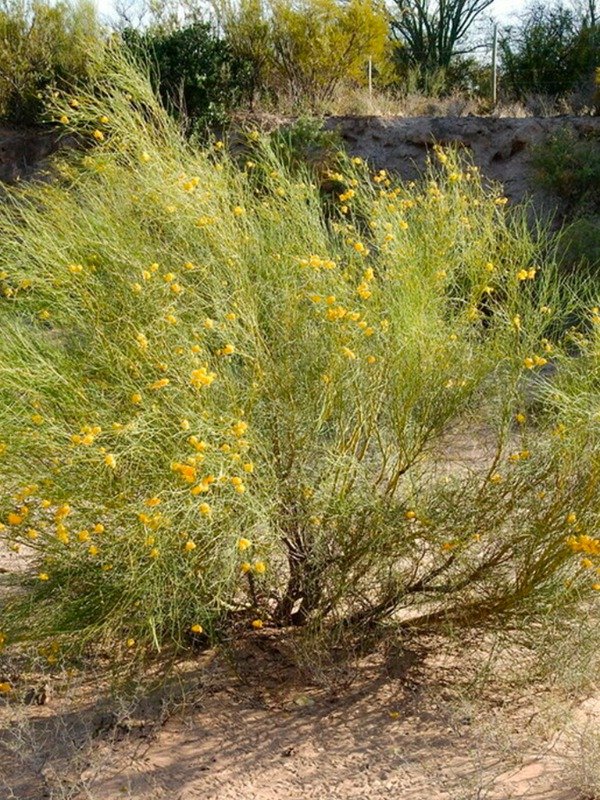 Producto - PICHANA (Senna aphylla)