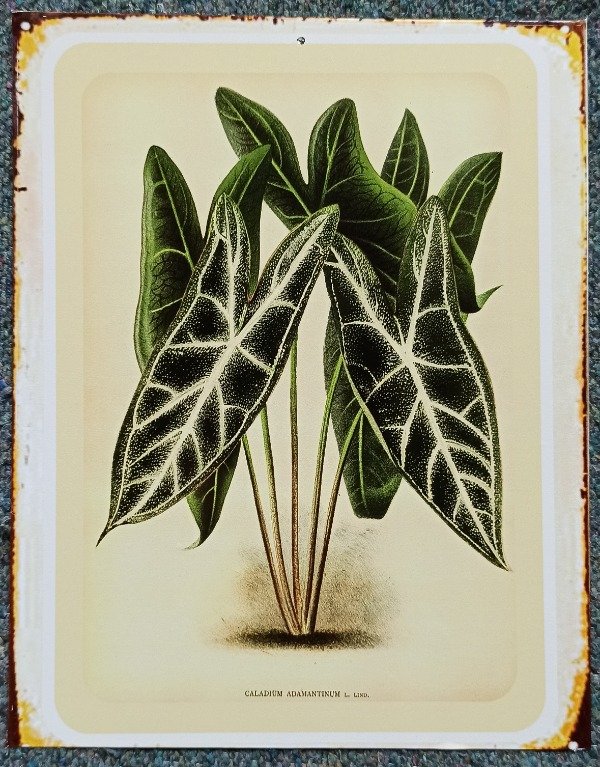 Producto - CALADIUM ADAMANTINUM