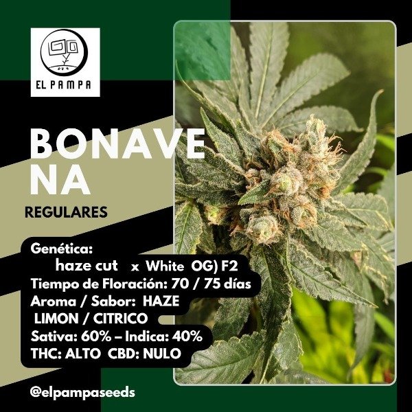 Producto - Bonavena