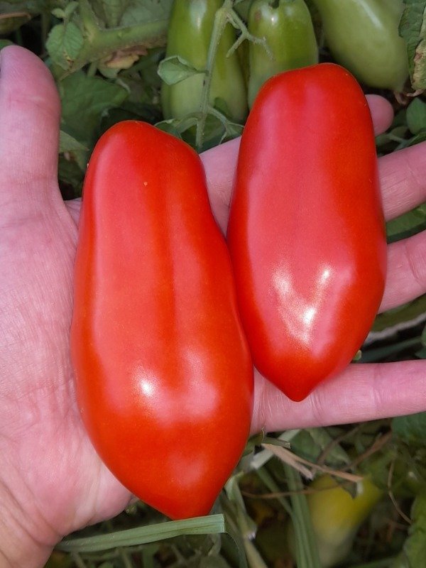 Producto - 15 Semillas de Tomate San Marzano - 1
