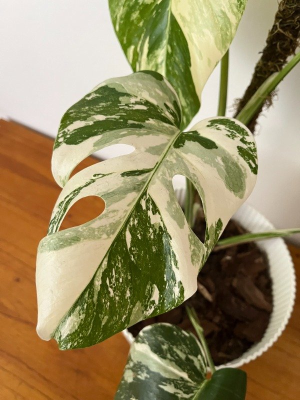 Producto - Monstera Albo Variegada