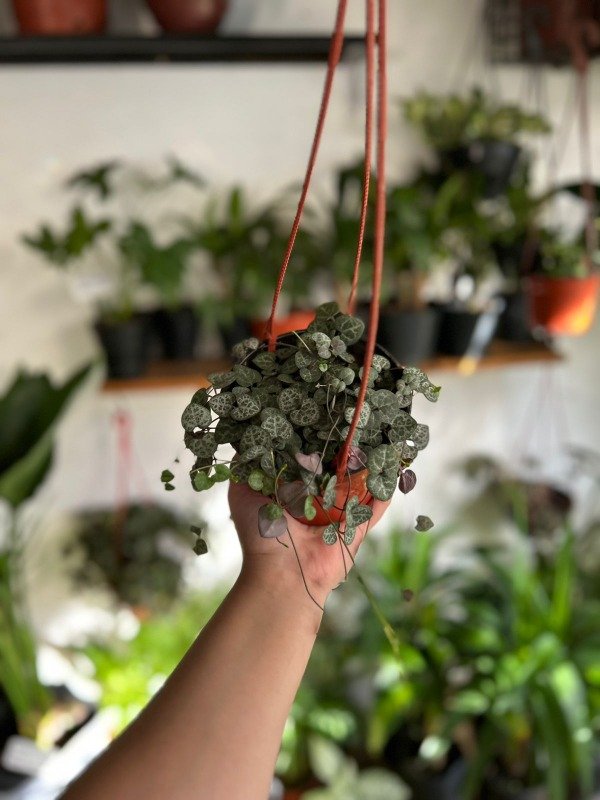 Producto - Ceropegia M 12