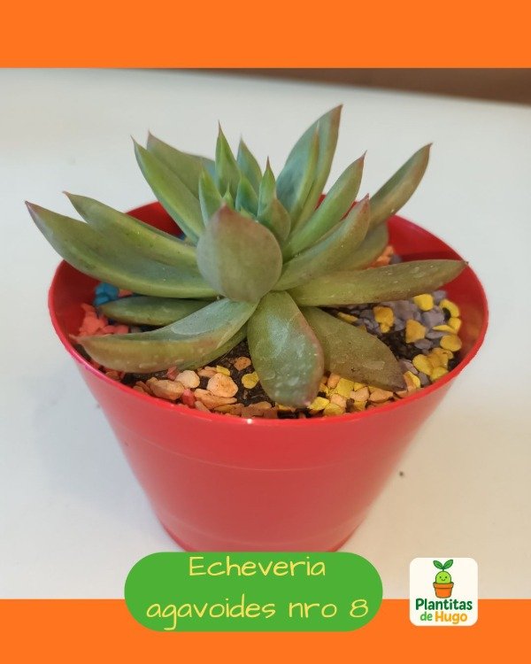 Producto - Echeveria agavoides