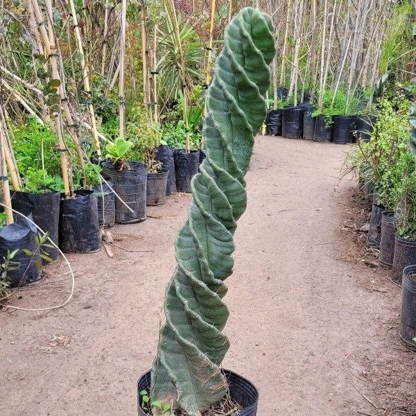 Producto - CACTUS ESPIRALADO