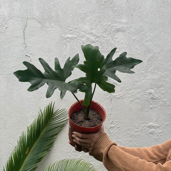 Producto - Philodendron Wambe 3lts