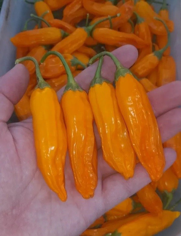 Producto - Combo 150 Semillas de Ajíes Picantes (10 variedades) - 3