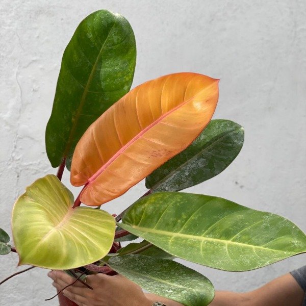 Producto - philodendron prince of orange m15